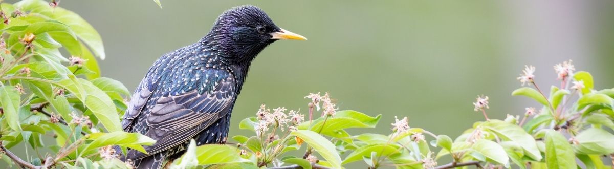 [paste advice page name here]